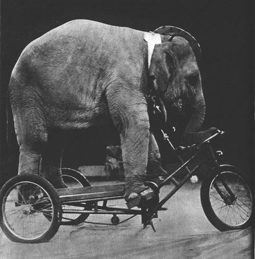 Elephant training to be a pedicabber. 